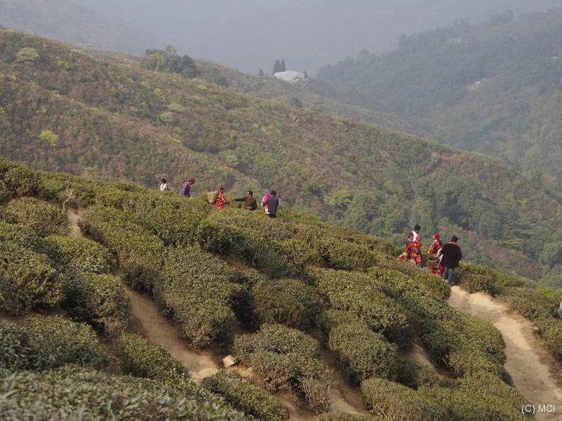 2012-12-09-Darjeeling-133.jpg