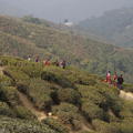 2012-12-09-Darjeeling-133