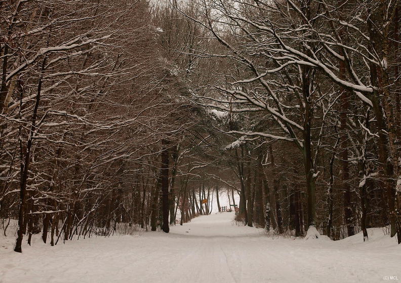 2010-01-17-SchneeBuchwedel-008-A4-2.jpg